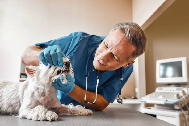 Best Weekend Emergency Dentist in Janesville, MN
